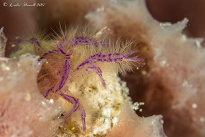 Hairy squat lobster by Leslie Howell 